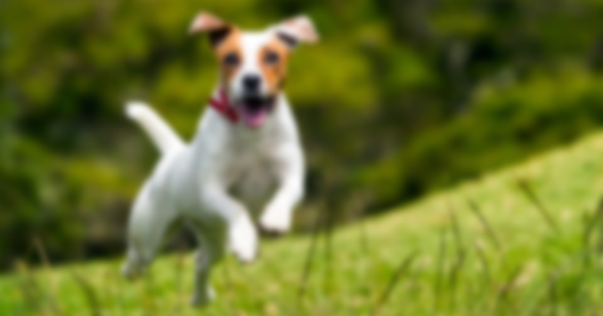 a dog is running in a grassy field.