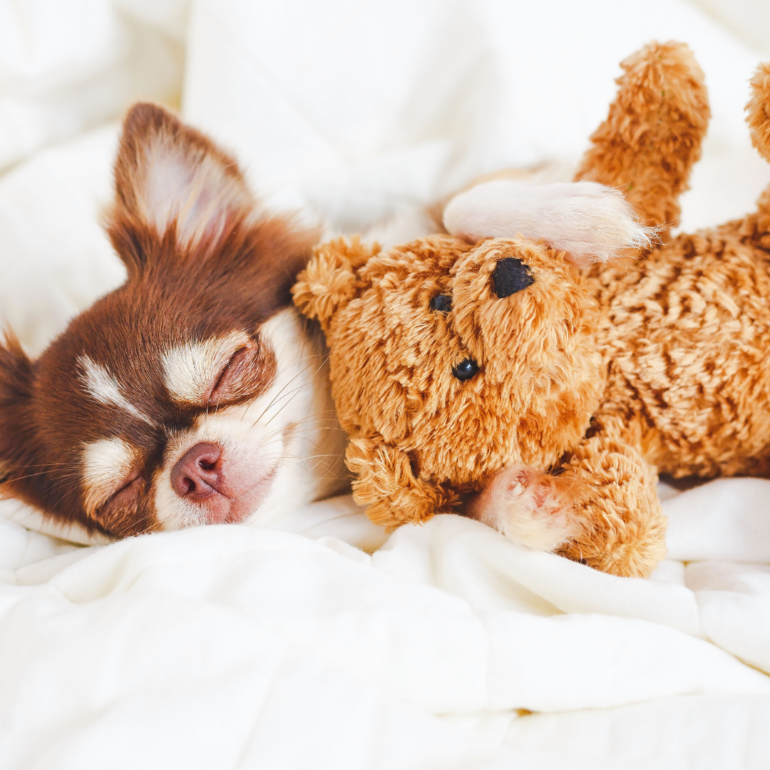 a brown and white dog laying on top of a bed next to a teddy bear.
